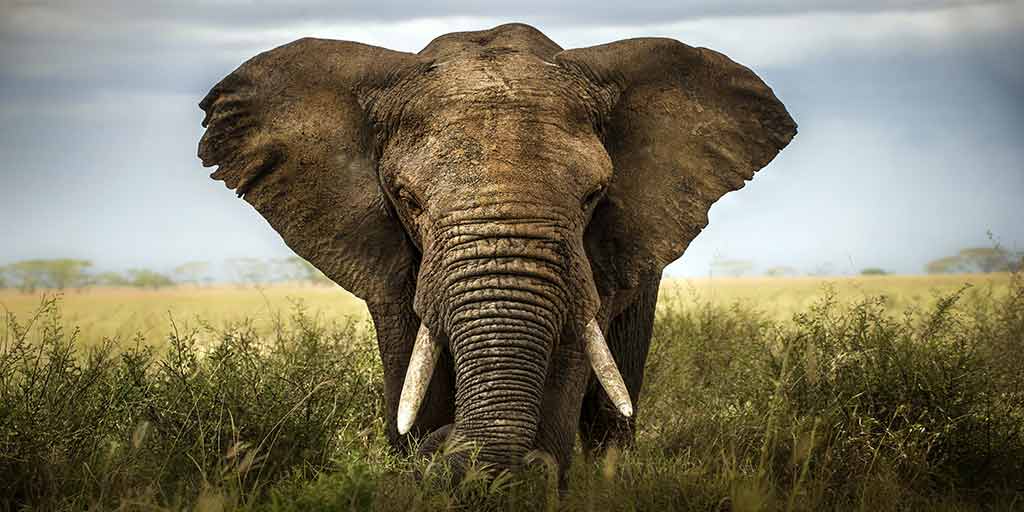 SEO-and-Elephant-Traps